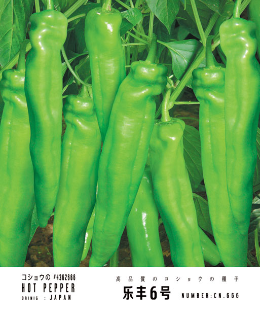 樂(lè)豐6號(hào)